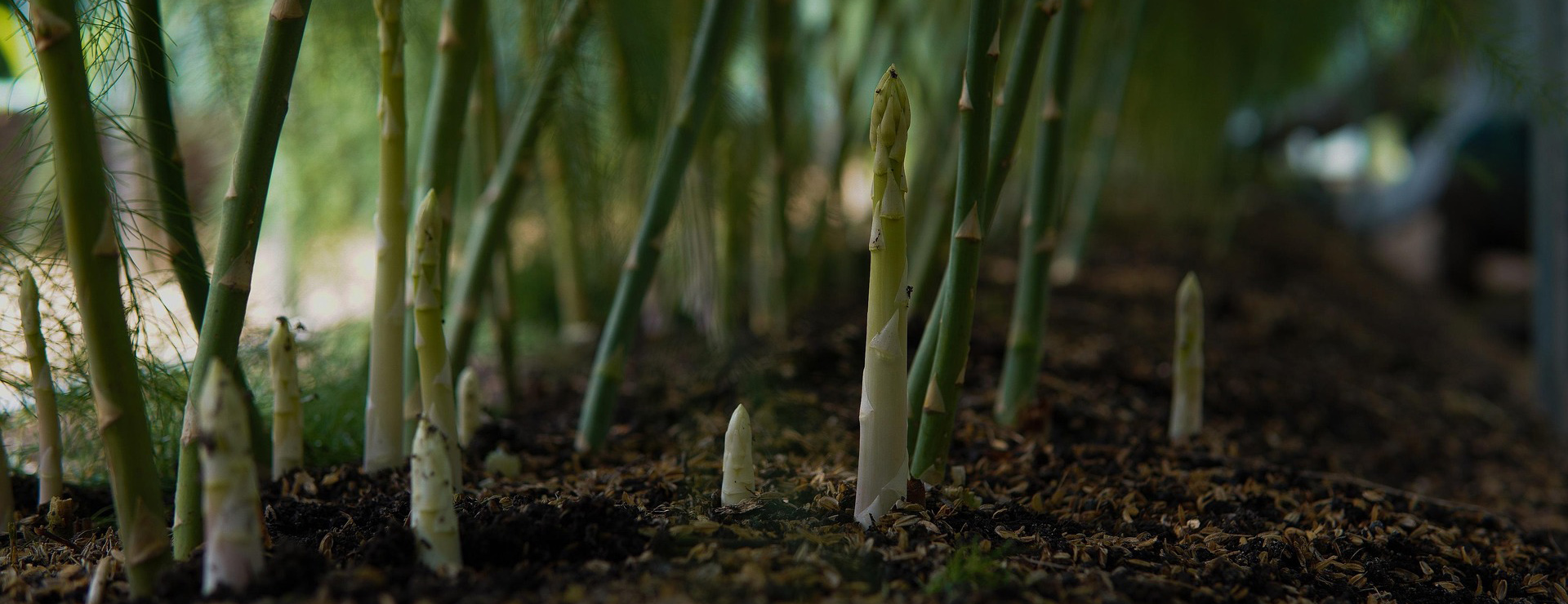 Garden State Bulb 3 Garden State Bulb -Garden State Bulb asparagus 6468205 1920