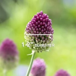 6/Plus Cm, Drumsticks Allium Flower Bulbs (Bag Of 100) -Garden State Bulb garden state bulb flower bulbs ecf 002 100 04 4f 1000