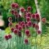 6/Plus Cm, Drumsticks Allium Flower Bulbs (Bag Of 100) 1 6/Plus Cm, Drumsticks Allium Flower Bulbs (Bag Of 100) -Garden State Bulb garden state bulb flower bulbs ecf 002 100 04 64 1000
