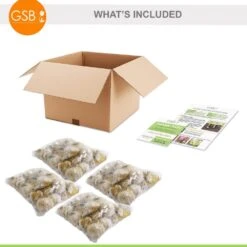 6/Plus Cm, Drumsticks Allium Flower Bulbs (Bag Of 100) -Garden State Bulb garden state bulb flower bulbs ecf 002 100 04 76 1000