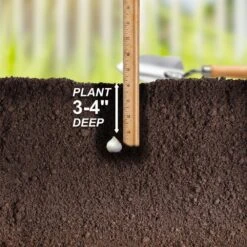 6/+ Cm, Drumsticks Allium Flower Bulbs (Bag Of 50) 14 6/+ Cm, Drumsticks Allium Flower Bulbs (Bag Of 50) -Garden State Bulb garden state bulb flower bulbs ecf 002 50 02 44 1000