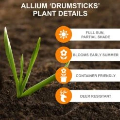 6/+ Cm, Drumsticks Allium Flower Bulbs (Bag Of 50) 11 6/+ Cm, Drumsticks Allium Flower Bulbs (Bag Of 50) -Garden State Bulb garden state bulb flower bulbs ecf 002 50 02 c3 1000