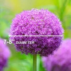 18 Cm Allium Gladiator Flower Bulbs (Bag Of 10-Bulbs) -Garden State Bulb garden state bulb flower bulbs ecf 02 10 44 1000