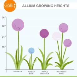 18 Cm Allium Gladiator Flower Bulbs (Bag Of 10-Bulbs) -Garden State Bulb garden state bulb flower bulbs ecf 02 10 76 1000