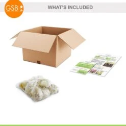 18 Cm Allium Gladiator Flower Bulbs (Bag Of 10-Bulbs) -Garden State Bulb garden state bulb flower bulbs ecf 02 10 c3 1000