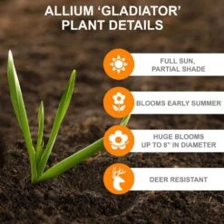 18 Cm Allium Gladiator Purple Flower Bulbs (Bag Of 20) -Garden State Bulb garden state bulb flower bulbs ecf 02 20 1f 1000