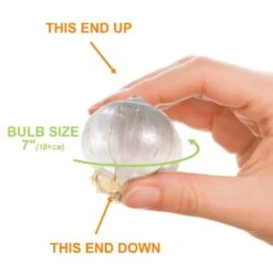 18 Cm Allium Gladiator Purple Flower Bulbs (Bag Of 20) -Garden State Bulb garden state bulb flower bulbs ecf 02 20 4f 1000