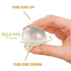 18 Cm Allium Gladiator Purple Flower Bulbs (Bag Of 30) -Garden State Bulb garden state bulb flower bulbs ecf 02 30 4f 1000