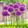 18 Cm Allium Gladiator Purple Flower Bulbs (Bag Of 30) -Garden State Bulb garden state bulb flower bulbs ecf 02 30 64 1000