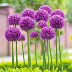 18 Cm Allium Gladiator Purple Flower Bulbs (Bag Of 30)