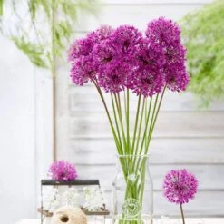 12/plus Cm Allium Purple Sensation Flower Bulbs (Bag Of 100 Bulbs) -Garden State Bulb garden state bulb flower bulbs ecf 03 100 31 1000