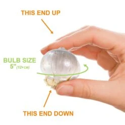 12/plus Cm Allium Purple Sensation Flower Bulbs (Bag Of 100 Bulbs) -Garden State Bulb garden state bulb flower bulbs ecf 03 100 4f 1000