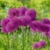 12/plus Cm Allium Purple Sensation Flower Bulbs (Bag Of 100 Bulbs) -Garden State Bulb garden state bulb flower bulbs ecf 03 100 64 1000