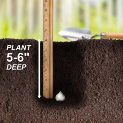 12/plus Cm Allium Purple Sensation Flower Bulbs (Bag Of 100 Bulbs) -Garden State Bulb garden state bulb flower bulbs ecf 03 100 fa 1000