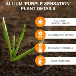 12/plus Cm Allium Purple Sensation Flower Bulbs (Bag Of 25 Bulbs) -Garden State Bulb garden state bulb flower bulbs ecf 03 25 1f 1000