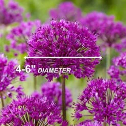 12/plus Cm Allium Purple Sensation Flower Bulbs (Bag Of 50 Bulbs) -Garden State Bulb garden state bulb flower bulbs ecf 03 50 44 1000