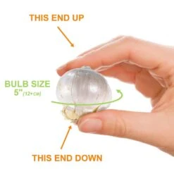 12/plus Cm Allium Purple Sensation Flower Bulbs (Bag Of 50 Bulbs) -Garden State Bulb garden state bulb flower bulbs ecf 03 50 4f 1000