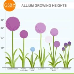 12/plus Cm Allium Purple Sensation Flower Bulbs (Bag Of 50 Bulbs) -Garden State Bulb garden state bulb flower bulbs ecf 03 50 66 1000