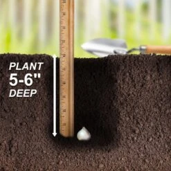 12/plus Cm Allium Purple Sensation Flower Bulbs (Bag Of 50 Bulbs) -Garden State Bulb garden state bulb flower bulbs ecf 03 50 fa 1000