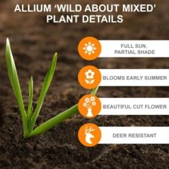 14 /16 Cm Allium Wild About Purple Blend Mixed Flower Bulbs (Bag Of 100) -Garden State Bulb garden state bulb flower bulbs ecf 04 100 1f 1000