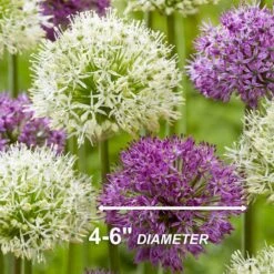 14 /16 Cm Allium Wild About Purple Blend Mixed Flower Bulbs (Bag Of 100) -Garden State Bulb garden state bulb flower bulbs ecf 04 100 44 1000