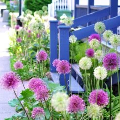 14 /16 Cm Allium Wild About Purple Blend Mixed Flower Bulbs (Bag Of 25) -Garden State Bulb garden state bulb flower bulbs ecf 04 25 31 1000