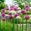 14 /16 Cm Allium Wild About Purple Blend Mixed Flower Bulbs (Bag Of 25) 2 14 /16 Cm Allium Wild About Purple Blend Mixed Flower Bulbs (Bag Of 25) -Garden State Bulb garden state bulb flower bulbs ecf 04 25 64 1000