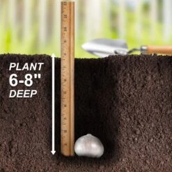 14 /16 Cm Allium Wild About Purple Blend Mixed Flower Bulbs (Bag Of 25) -Garden State Bulb garden state bulb flower bulbs ecf 04 25 fa 1000