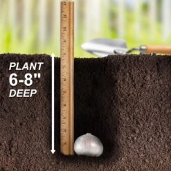 14 /16 Cm Allium Wild About Purple Blend Mixed Flower Bulbs (Bag Of 50) -Garden State Bulb garden state bulb flower bulbs ecf 04 50 fa 1000