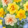 14/16 Cm Daffodil Double Mixed Flower Bulbs (Bag Of 100) -Garden State Bulb garden state bulb flower bulbs ecf 05 100 64 1000