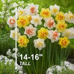 14/16 Cm Daffodil Double Mixed Flower Bulbs (Bag Of 250) -Garden State Bulb garden state bulb flower bulbs ecf 05 250 44 1000