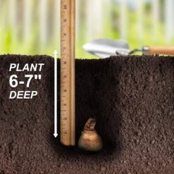 14/16 Cm Daffodil Double Mixed Flower Bulbs (Bag Of 250) -Garden State Bulb garden state bulb flower bulbs ecf 05 250 fa 1000