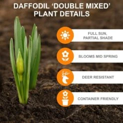 14/16 Cm Daffodil Double Mixed Flower Bulbs (Bag Of 50) -Garden State Bulb garden state bulb flower bulbs ecf 05 50 1f 1000