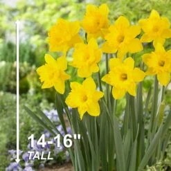 14/16 Cm Daffodil King Alfred Flower Bulbs (Bag Of 100) -Garden State Bulb garden state bulb flower bulbs ecf 06 100 44 1000