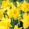 14/16 Cm Daffodil King Alfred Flower Bulbs (Bag Of 100) -Garden State Bulb garden state bulb flower bulbs ecf 06 100 64 1000