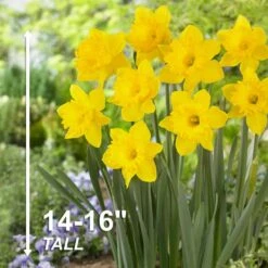 14/16 Cm Daffodil King Alfred Flower Bulbs (Bag Of 25) -Garden State Bulb garden state bulb flower bulbs ecf 06 25 44 1000