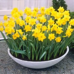 14/16 Cm Daffodil King Alfred Flower Bulbs (Bag Of 250) -Garden State Bulb garden state bulb flower bulbs ecf 06 250 31 1000