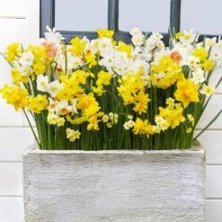 12/14 Cm Daffodil Bulbs All-In-One Mixed (Bag Of 250) -Garden State Bulb garden state bulb flower bulbs ecf 07 250 31 1000