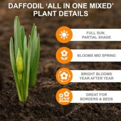 12/14 Cm Daffodil Bulbs All-In-One Mixed (Bag Of 50) 13 12/14 Cm Daffodil Bulbs All-In-One Mixed (Bag Of 50) -Garden State Bulb garden state bulb flower bulbs ecf 07 50 1f 1000