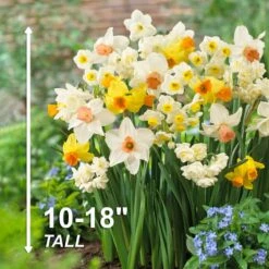 12/14 Cm Daffodil Bulbs All-In-One Mixed (Bag Of 50) 14 12/14 Cm Daffodil Bulbs All-In-One Mixed (Bag Of 50) -Garden State Bulb garden state bulb flower bulbs ecf 07 50 44 1000