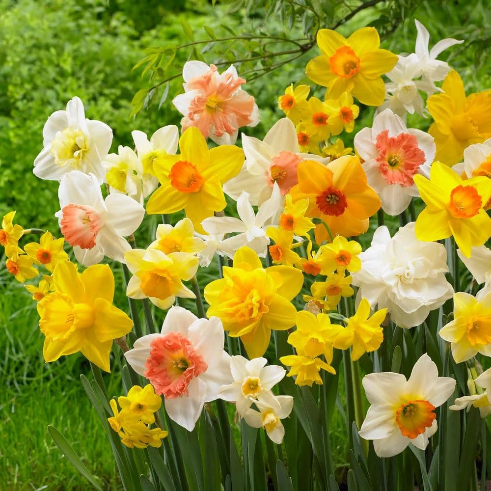 12/14 Cm Daffodil Bulbs All-In-One Mixed (Bag Of 50) 3 12/14 Cm Daffodil Bulbs All-In-One Mixed (Bag Of 50)