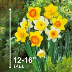 12/14 Cm Daffodil Naturalizing Mixed Flower Bulbs (Bag Of 100) -Garden State Bulb garden state bulb flower bulbs ecf 08 100 44 1000