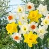 12/14 Cm Daffodil Naturalizing Mixed Flower Bulbs (Bag Of 250) 1 12/14 Cm Daffodil Naturalizing Mixed Flower Bulbs (Bag Of 250) -Garden State Bulb garden state bulb flower bulbs ecf 08 250 64 1000
