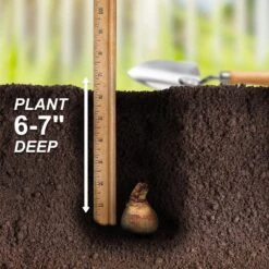 12/14 Cm Daffodil Naturalizing Mixed Flower Bulbs (Bag Of 250) -Garden State Bulb garden state bulb flower bulbs ecf 08 250 fa 1000