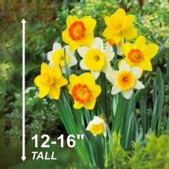 12/14 Cm Daffodil Naturalizing Mixed Flower Bulbs (Bag Of 50) -Garden State Bulb garden state bulb flower bulbs ecf 08 50 44 1000