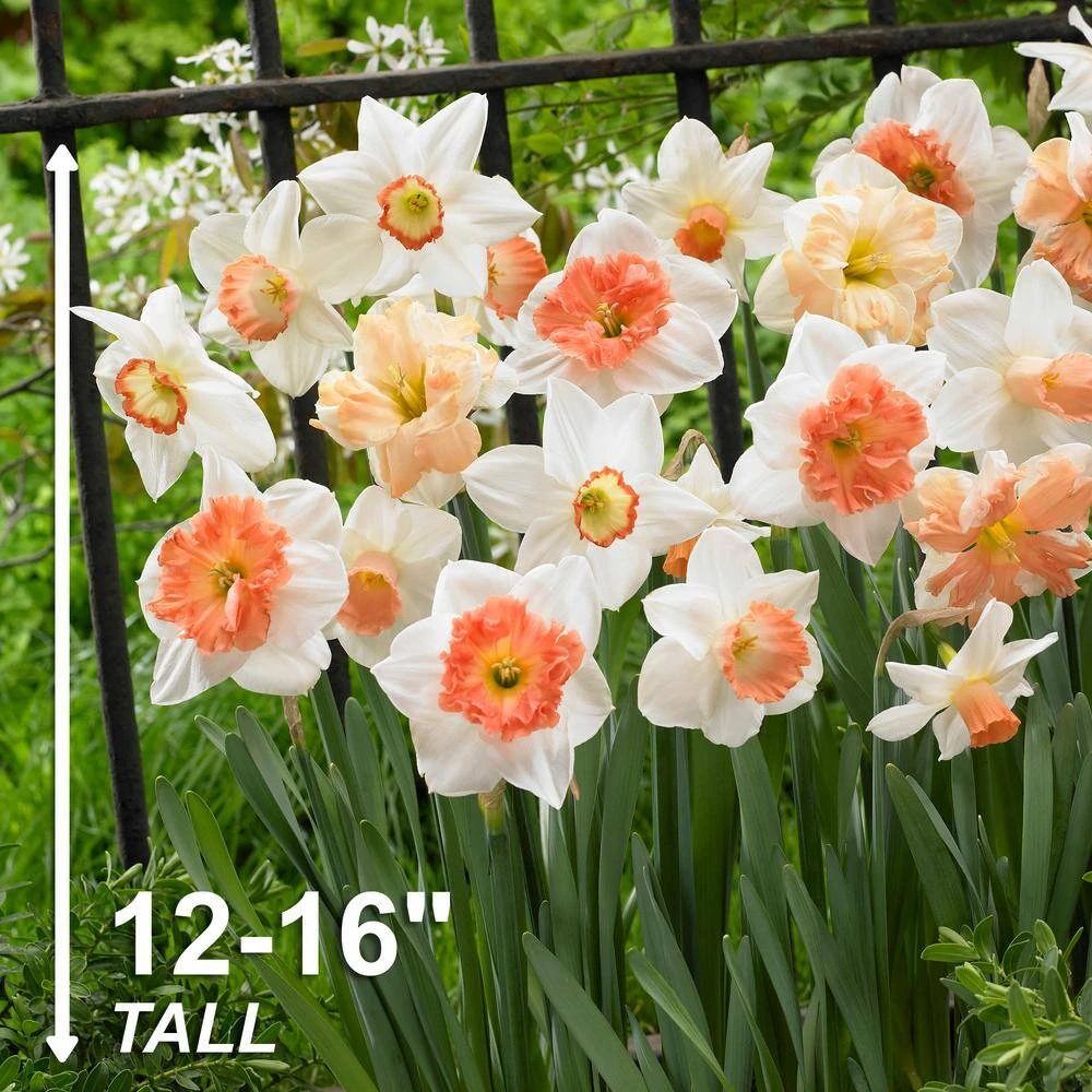 14/16 Cm Daffodil Pink Mixed Flower Bulbs (Bag Of 100) 7 14/16 Cm Daffodil Pink Mixed Flower Bulbs (Bag Of 100) - Image 5