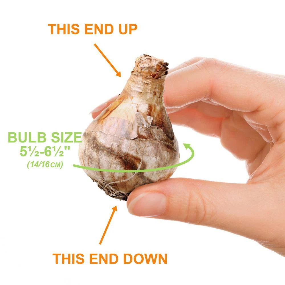 14/16 Cm Daffodil Pink Mixed Flower Bulbs (Bag Of 100) 5 14/16 Cm Daffodil Pink Mixed Flower Bulbs (Bag Of 100) - Image 3