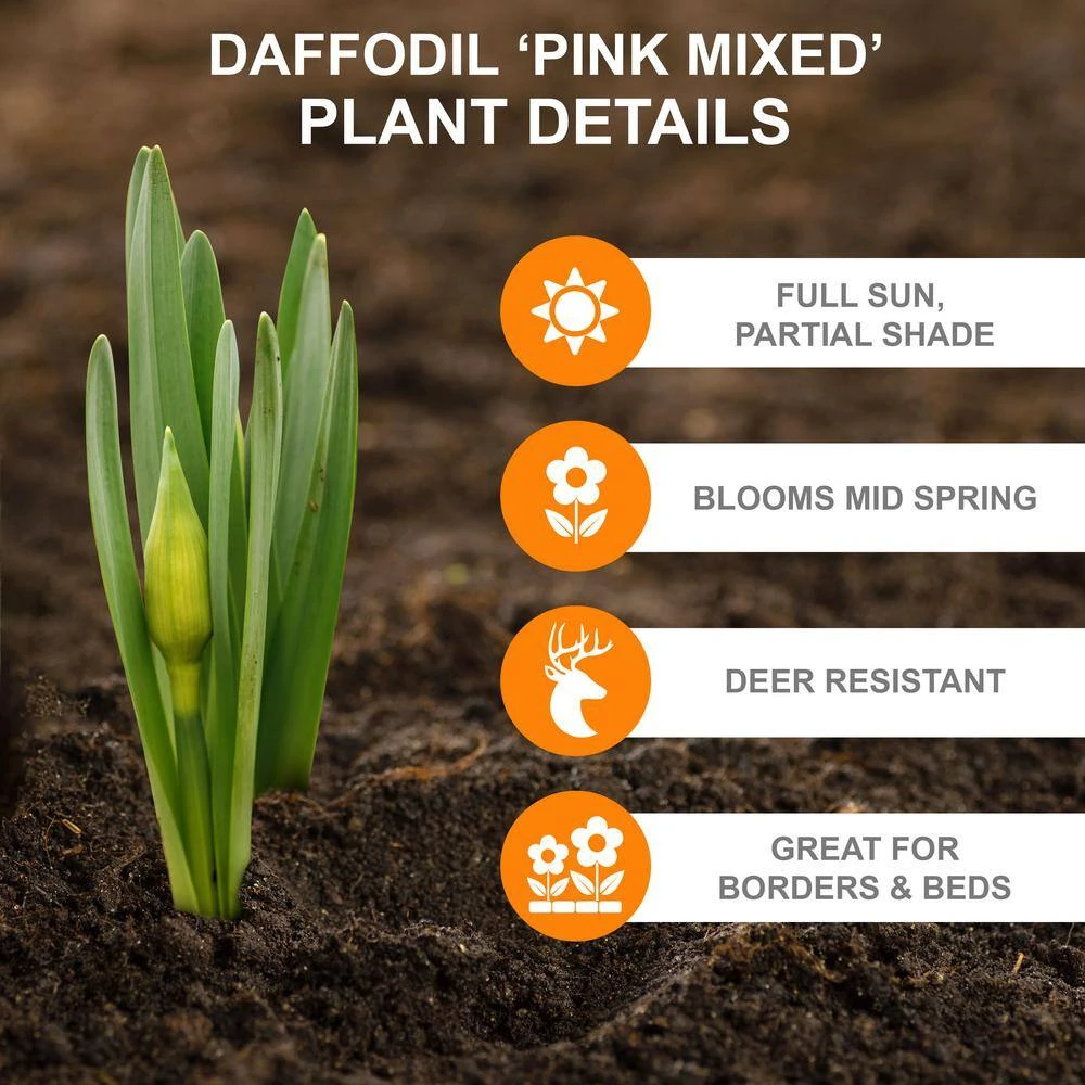 14/16 Cm Daffodil Pink Mixed Flower Bulbs (Bag Of 25) 6 14/16 Cm Daffodil Pink Mixed Flower Bulbs (Bag Of 25) - Image 4