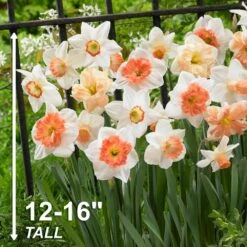 14/16 Cm Daffodil Pink Mixed Flower Bulbs (Bag Of 25) 14 14/16 Cm Daffodil Pink Mixed Flower Bulbs (Bag Of 25) -Garden State Bulb garden state bulb flower bulbs ecf 09 25 44 1000