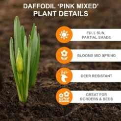 14/16 Cm Daffodil Pink Mixed Flower Bulbs (Bag Of 50) -Garden State Bulb garden state bulb flower bulbs ecf 09 50 1f 1000